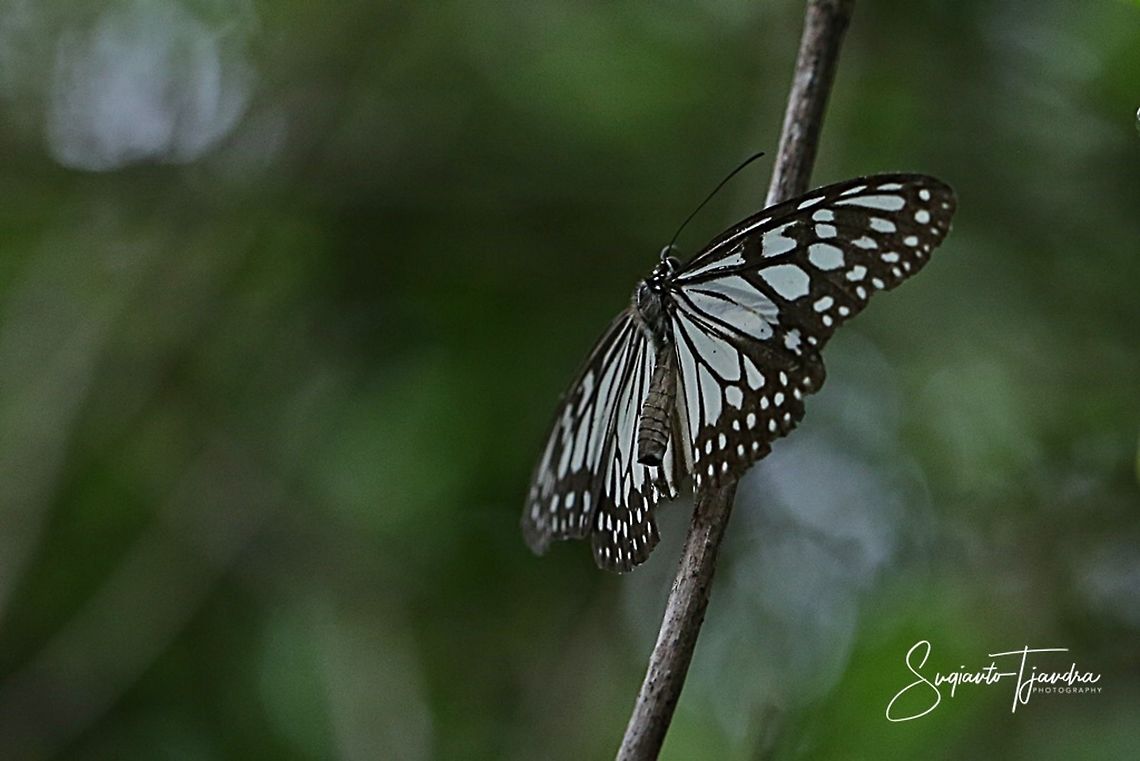 The Blue Glassy Tiger Butterfly  (Ideopsis vulgaris)  Blue Glassy Tiger,Fall,Geotagged,Ideopsis vulgaris,Indonesia