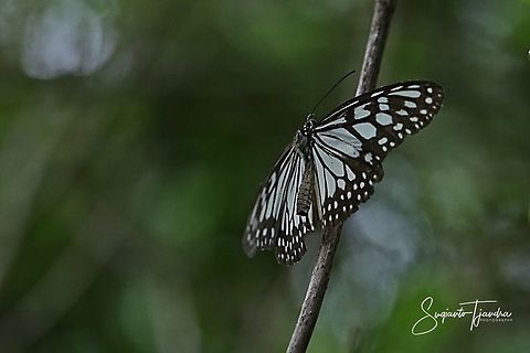 The Blue Glassy Tiger Butterfly  (Ideopsis vulgaris)  Blue Glassy Tiger,Fall,Geotagged,Ideopsis vulgaris,Indonesia