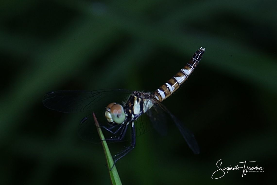 Short-tailed Dragonfly, Scarlet Dwarf (Nannophya pygmaea)  Fall,Geotagged,Indonesia,Nannophya pygmaea,Scarlet dwarf