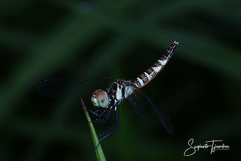 Short-tailed Dragonfly, Scarlet Dwarf (Nannophya pygmaea)  Fall,Geotagged,Indonesia,Nannophya pygmaea,Scarlet dwarf