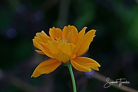 Orange Cosmos (Cosmos sulphureus)  Cosmos sulphureus,Geotagged,Indonesia,Winter,Yellow Cosmos