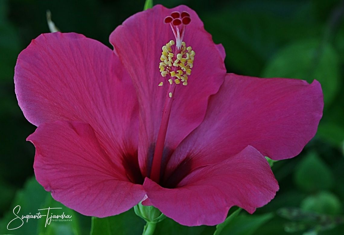 Hibiscus flower  Geotagged,Indonesia,Winter