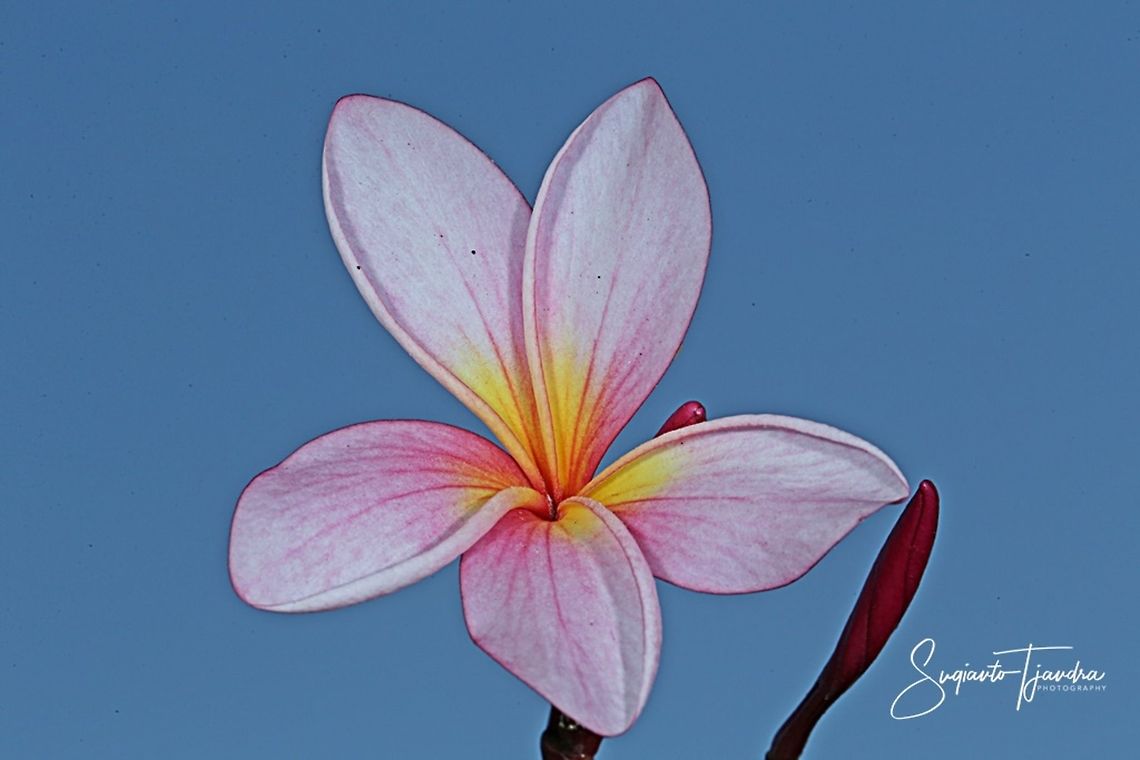 Bunga Kamboja/Plumeria (Apocynaceae)  Geotagged,Indonesia,Winter