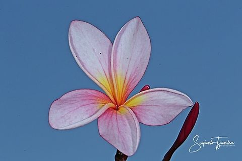 Bunga Kamboja/Plumeria (Apocynaceae)  Geotagged,Indonesia,Winter