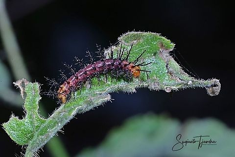 Tawny Coster Caterpillar  Acraea terpsicore,Geotagged,Indonesia,Tawny Coster,Winter