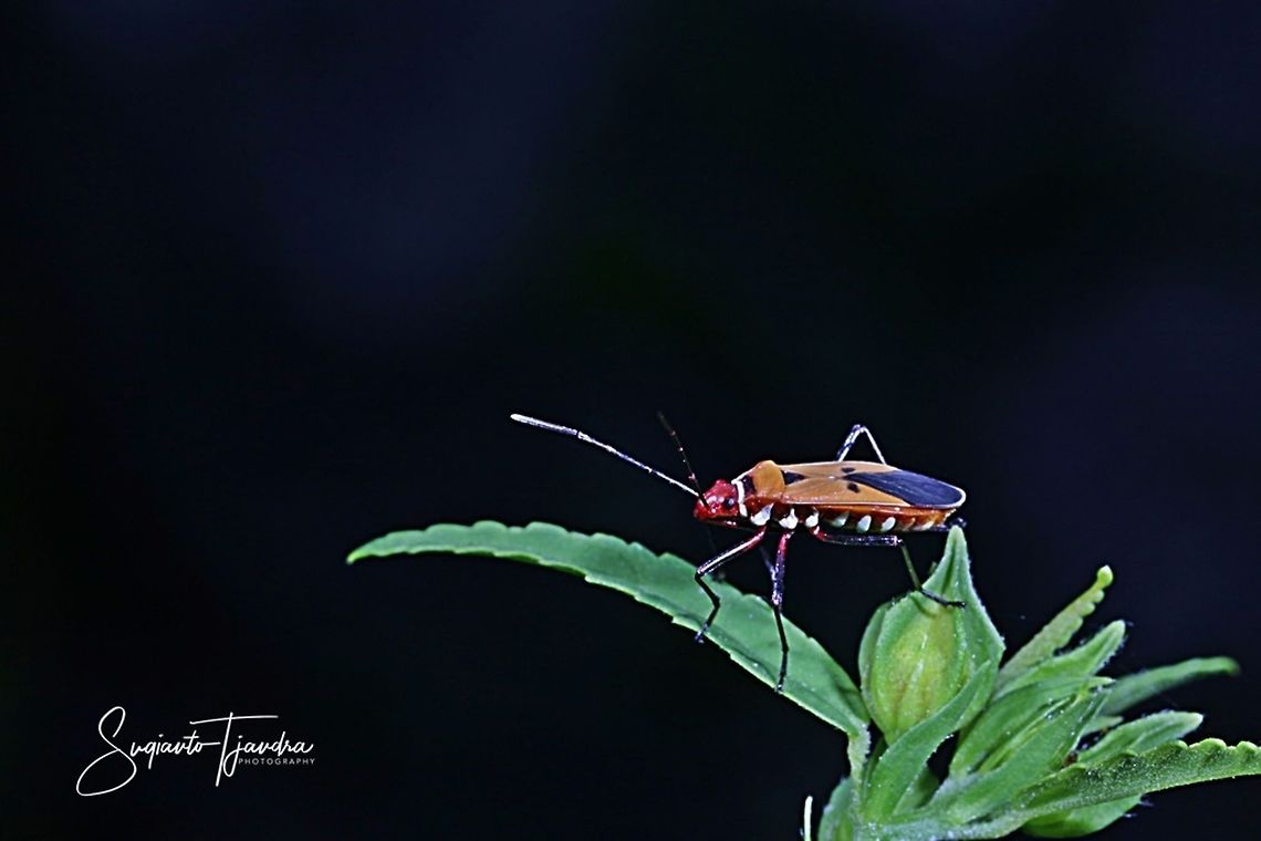 The Red Cotton Stainer (Dysdercus cingulatus)  Dysdercus cingulatus,Geotagged,Indonesia,Red cotton bug,Winter