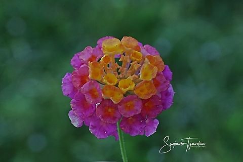 Lantana Camara, Verbenaceae  Geotagged,Indonesia,Lantana camara,Winter