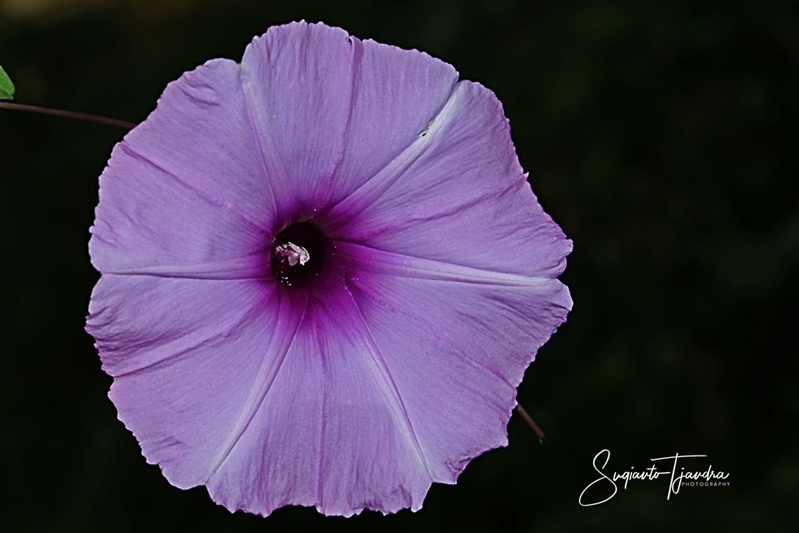 Morning Glory Creeper, Ipomoea cairica  Geotagged,Indonesia,Ipomoea cairica,Mile-a-Minute vine,Winter
