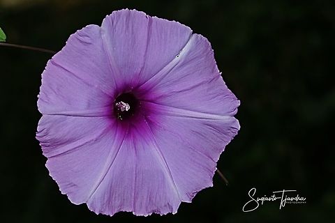 Morning Glory Creeper, Ipomoea cairica  Geotagged,Indonesia,Ipomoea cairica,Mile-a-Minute vine,Winter