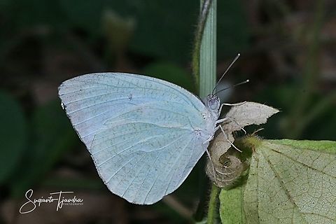 Catopsilia pomona pomona (Lemon Emigrant)  Catopsilia pomona,Geotagged,Indonesia,Lemon Emigrant,Winter