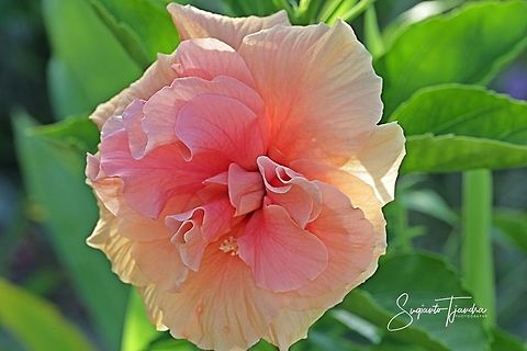 Hibiscus flower  Geotagged,Indonesia,Winter