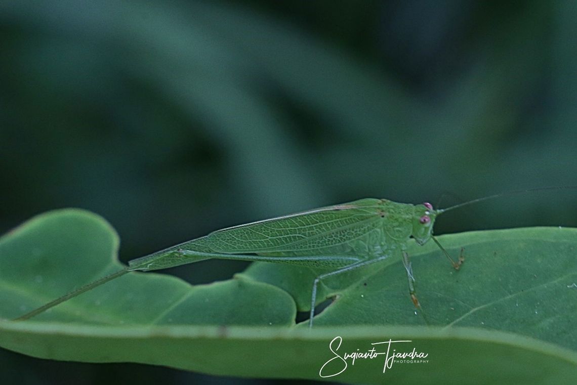 Fork-tailed Bush Katydid, Tettigoniidae  Geotagged,Indonesia,Winter