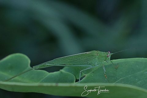 Fork-tailed Bush Katydid, Tettigoniidae  Geotagged,Indonesia,Winter