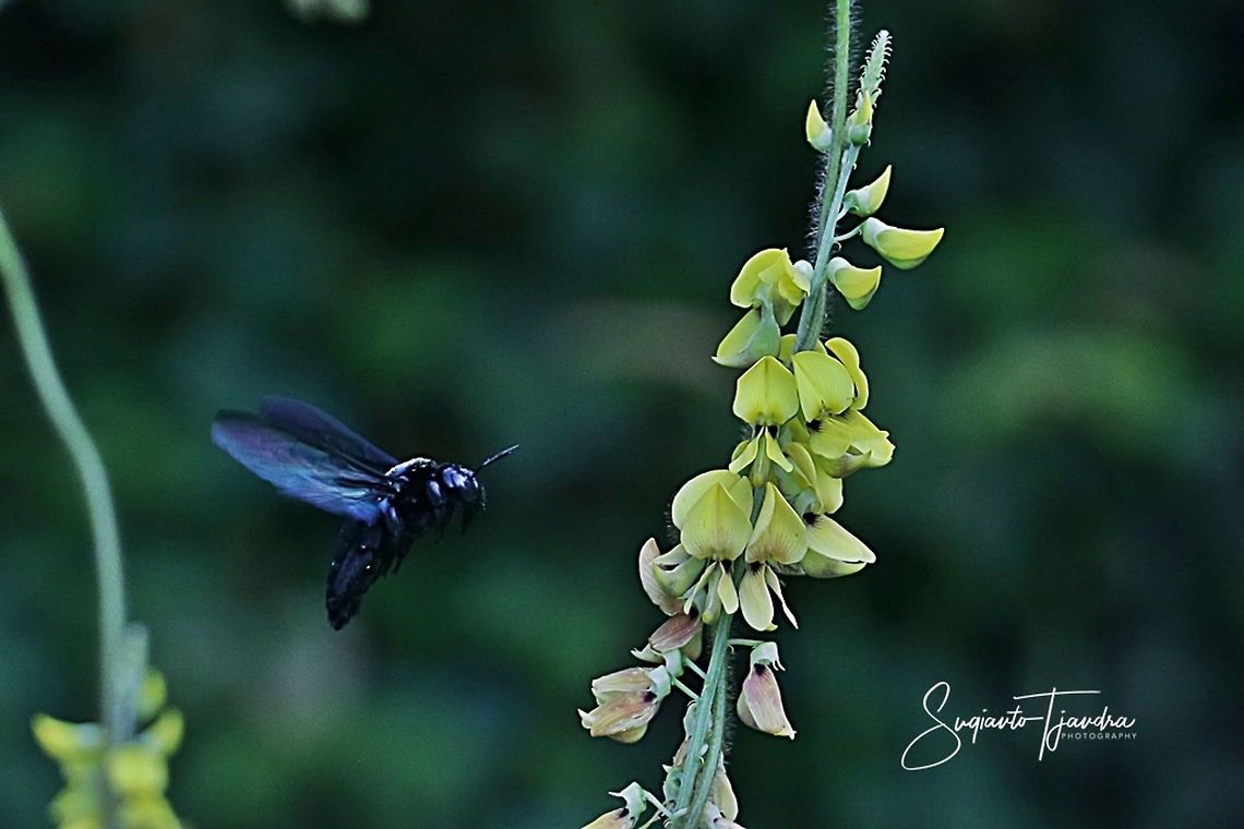 Black Carpenter Bee  Geotagged,Indonesia,Winter
