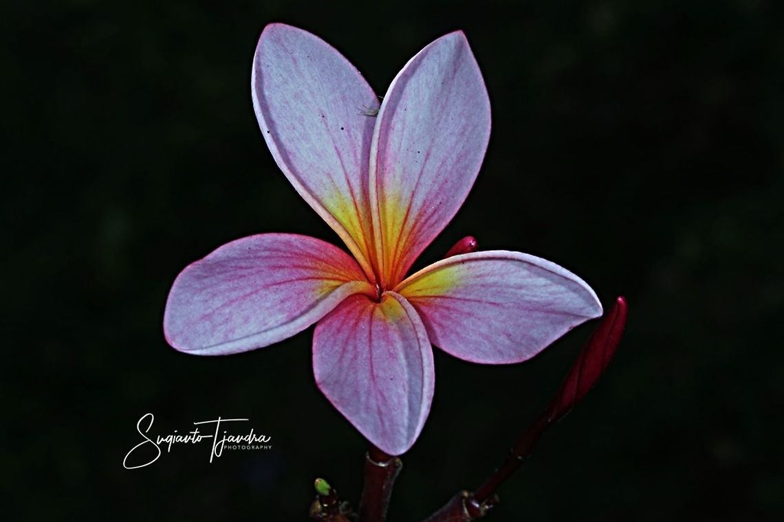 Bunga Kamboja/Plumeria (Apocynaceae)  Geotagged,Indonesia,Winter