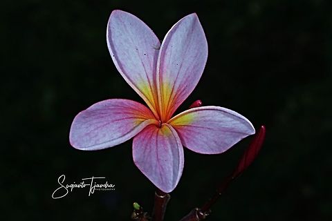 Bunga Kamboja/Plumeria (Apocynaceae)  Geotagged,Indonesia,Winter