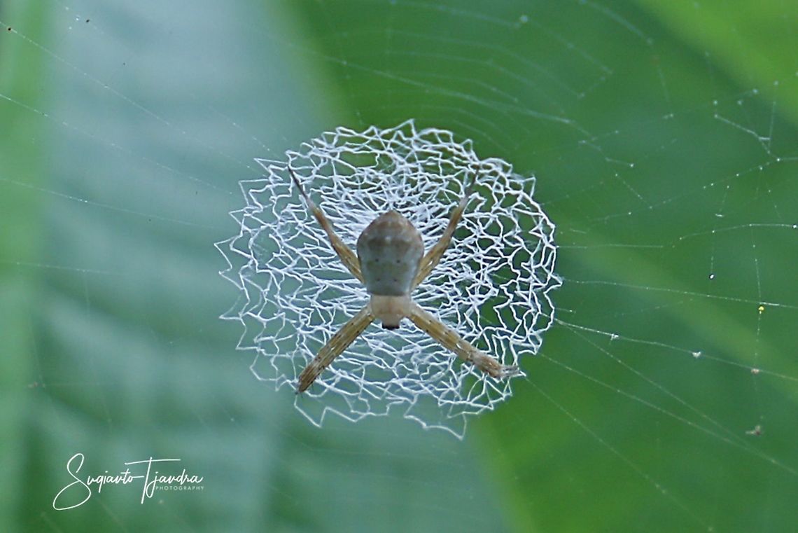 Orb-weaver Spider  Geotagged,Indonesia,Winter