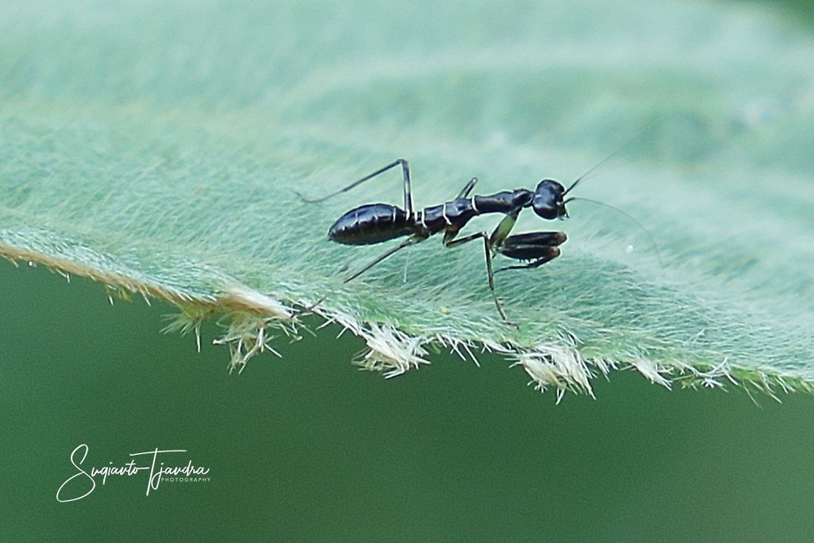 Asian Ant Mantis (Odontomantis planiceps)  Geotagged,Indonesia,Odontomantis planiceps,Winter
