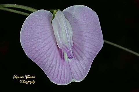Butterfly pea flower, Centrosema pubescens  Centro,Centrosema pubescens,Geotagged,Indonesia,Winter