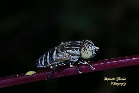 Big-headed Hoverfly, Eristalinus megacephalus sp  Eristalinus megacephalus,Geotagged,Indonesia,Winter