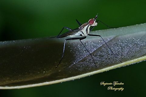 Banana Stalk fly, Neriidae  Geotagged,Indonesia,Winter