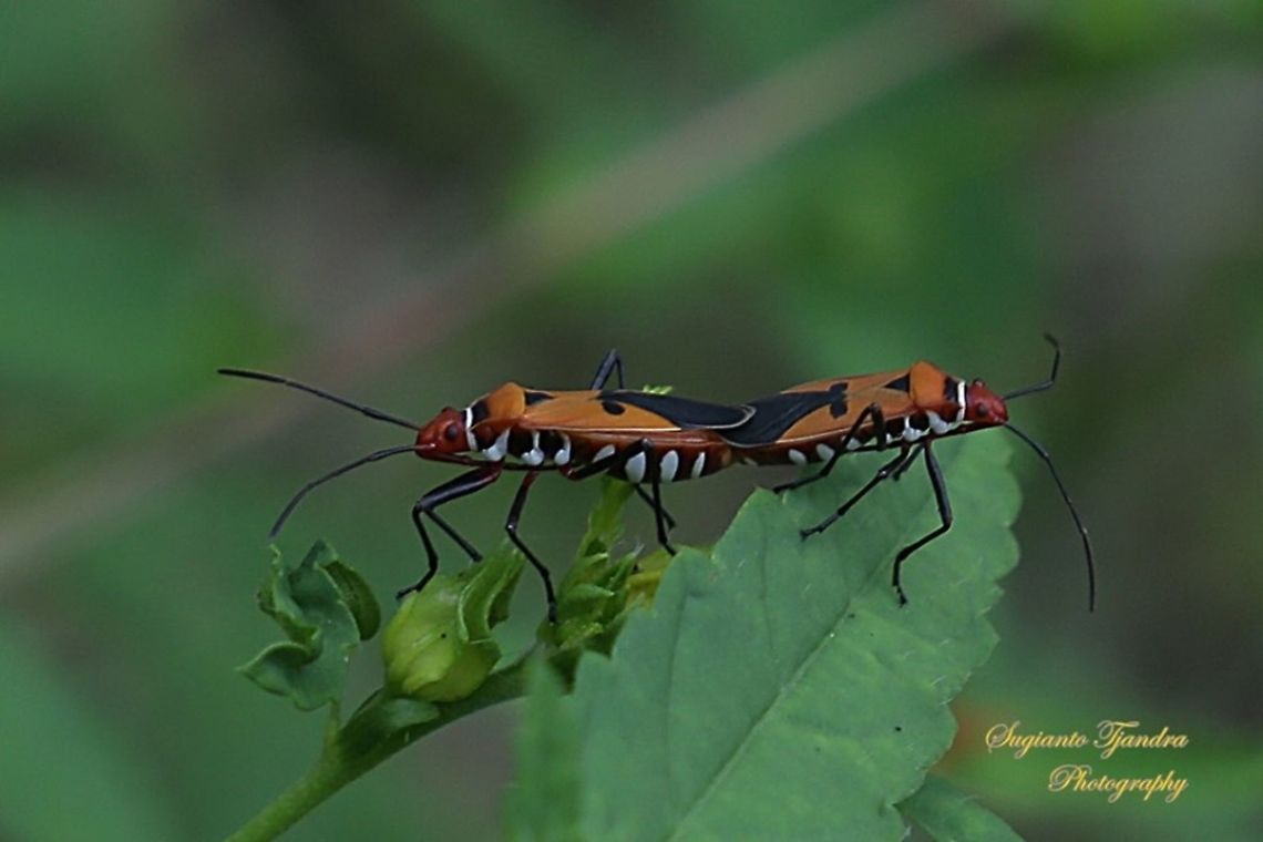 The Red Cotton Stainer (Dysdercus cingulatus)  Dysdercus cingulatus,Geotagged,Indonesia,Red cotton bug