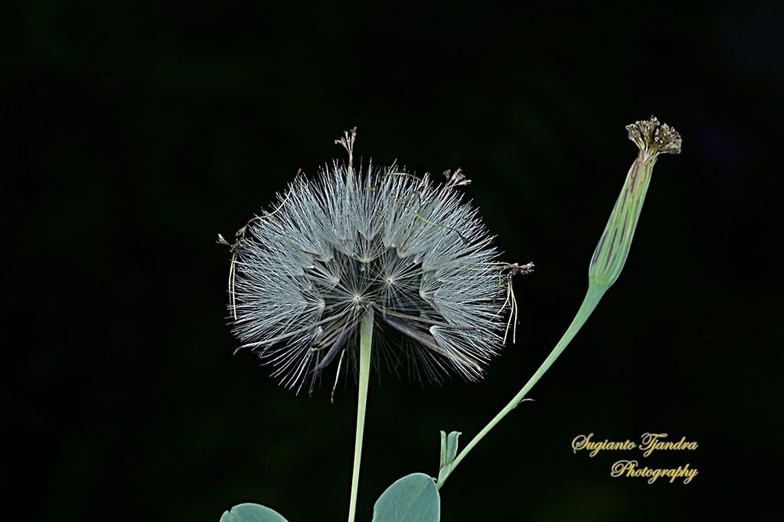 Dandelion flower (family Asteraceae)  Geotagged,Indonesia