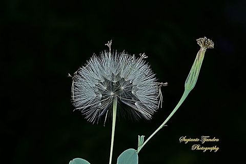 Dandelion flower (family Asteraceae)  Geotagged,Indonesia