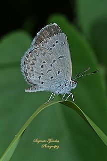 Pale Grass Blue, Zizeeria maha serica  Geotagged,Indonesia,Pale grass blue,Pseudozizeeria maha