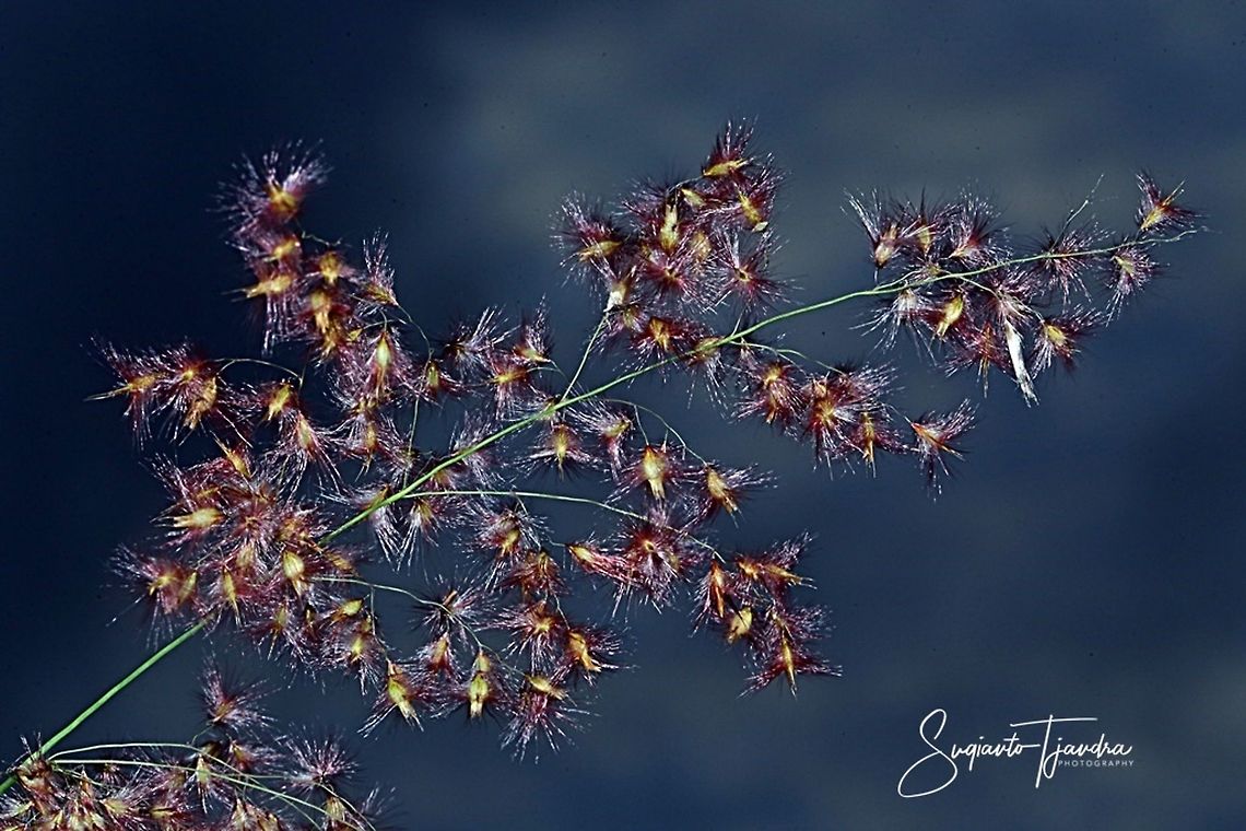 Bunga rumput alang-alang (family Imperata cylindrica)  Geotagged,Indonesia,Winter