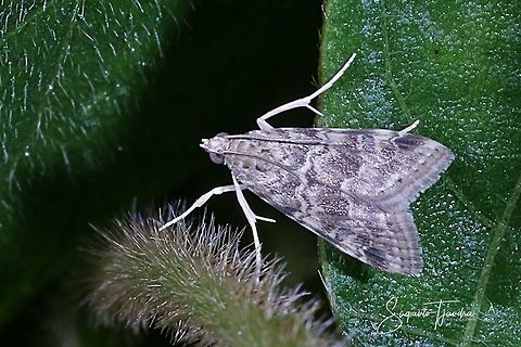 Moth  Geotagged,Indonesia,Winter,moth week 2019