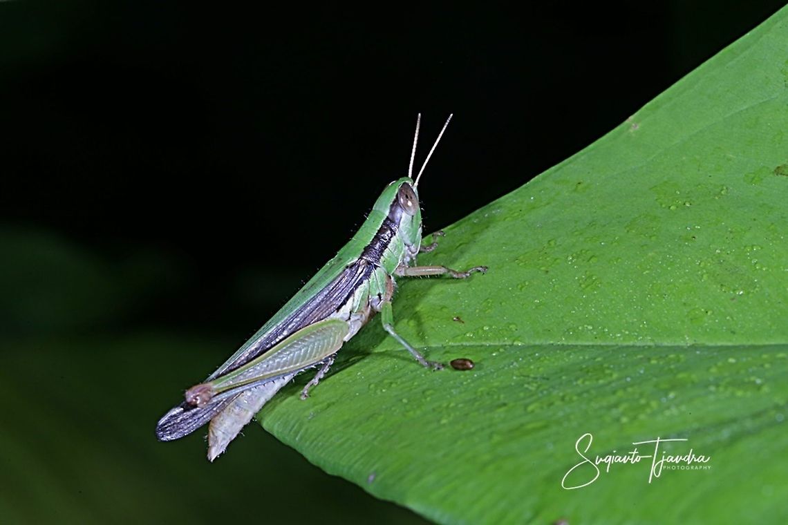 Grasshopper, Cornops aquaticum  Cornops aquaticum,Geotagged,Indonesia,Winter