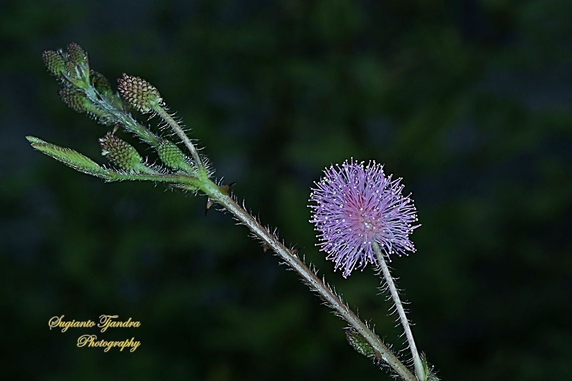 Putri Malu/Shameplant, Mimosa pudica (family Fabaceae)  Geotagged,Indonesia,Mimosa pudica,Winter,mimosa pudica
