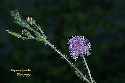Putri Malu/Shameplant, Mimosa pudica (family Fabaceae)  Geotagged,Indonesia,Mimosa pudica,Winter,mimosa pudica