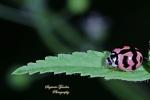 Lady Beetle, Coccinellidae  Geotagged,Indonesia,Winter