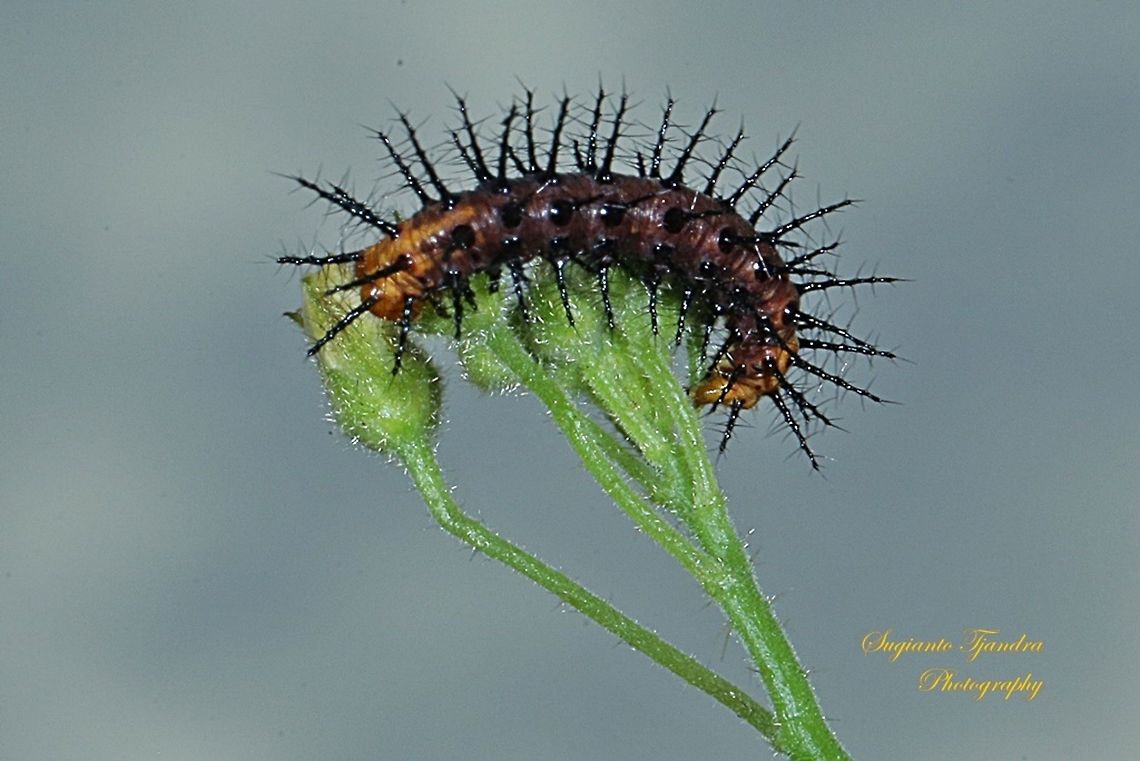 Tawny Coster Caterpillar  Acraea terpsicore,Geotagged,Indonesia,Tawny Coster,Winter