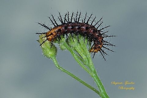 Tawny Coster Caterpillar  Acraea terpsicore,Geotagged,Indonesia,Tawny Coster,Winter