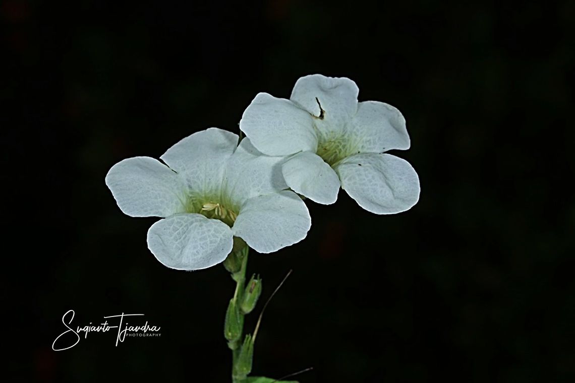 Heart-Leaf Priva, Priva cordifolia (Verbena family)  Geotagged,Heart-leaf Velvet Bur,Indonesia,Priva cordifolia,Winter
