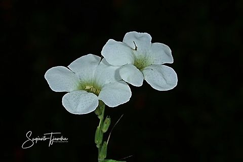 Heart-Leaf Priva, Priva cordifolia (Verbena family)  Geotagged,Heart-leaf Velvet Bur,Indonesia,Priva cordifolia,Winter