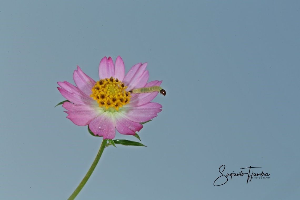 Bunga Kenikir Ungu (Cosmos caudatus)  Cosmos caudatus,Geotagged,Indonesia,Kenikir,Winter