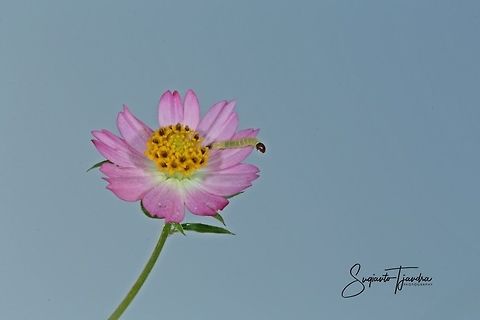 Bunga Kenikir Ungu (Cosmos caudatus)  Cosmos caudatus,Geotagged,Indonesia,Kenikir,Winter