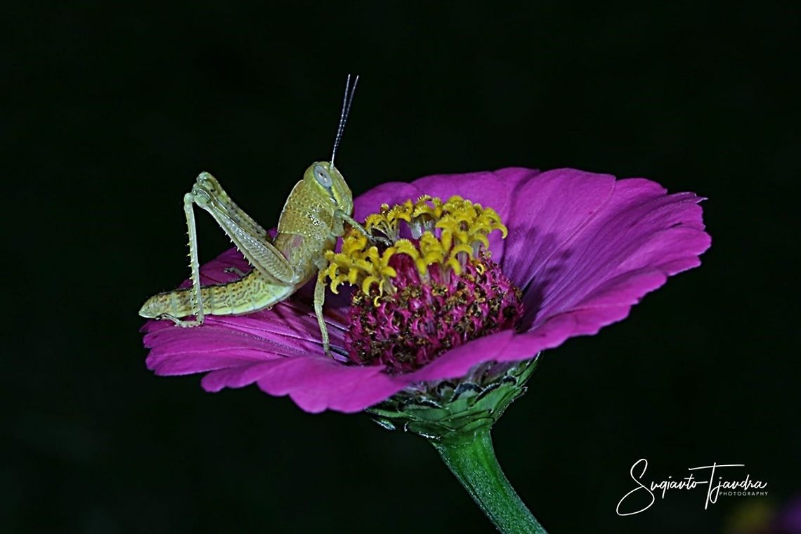 Locust nymph, Acrididae Sp on Zinnia Flower  Geotagged,Indonesia,Winter