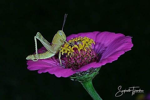 Locust nymph, Acrididae Sp on Zinnia Flower  Geotagged,Indonesia,Winter