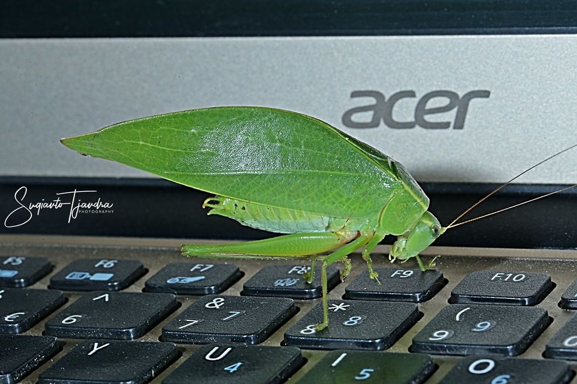 "I can read it" Leaf Katydid, Tettigoniidae  Geotagged,Indonesia,Winter