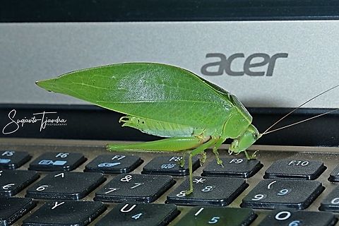 "I can read it" Leaf Katydid, Tettigoniidae  Geotagged,Indonesia,Winter