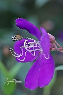 Blue banded Bee, Amegilla Sp hovering on the Princess Flower, Tibouchina urvilleana (Melastomataceae Sp)  Geotagged,Indonesia,Tibouchina urvilleana,Winter