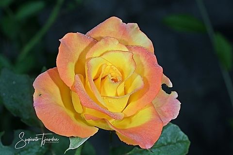 Bicolor Rose  Geotagged,Indonesia,Winter