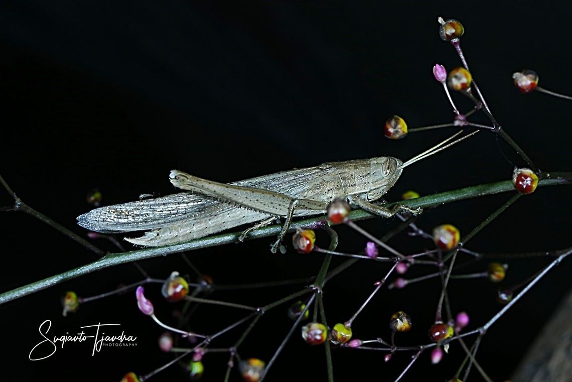 Grasshopper  Geotagged,Indonesia,Winter