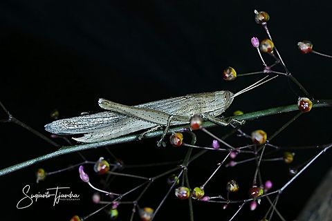Grasshopper  Geotagged,Indonesia,Winter