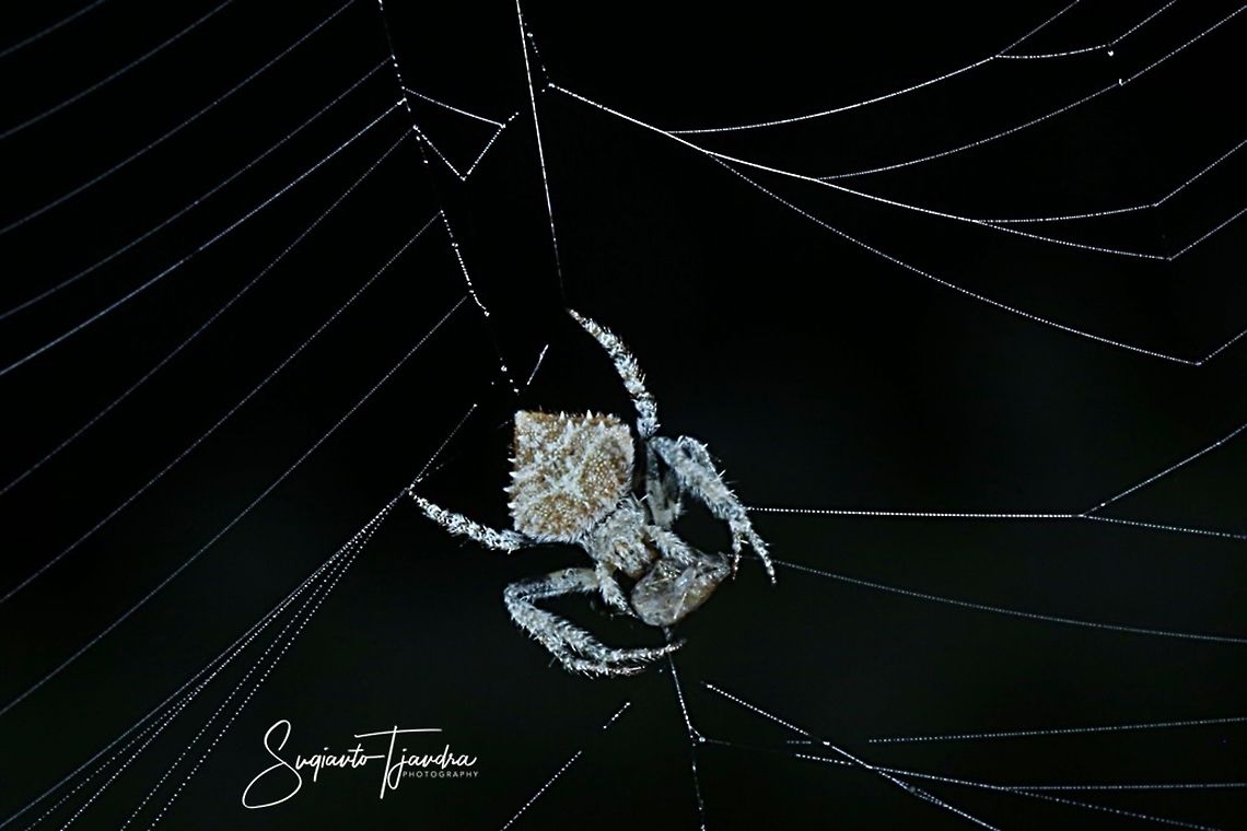 Orb-weaver Spider, Eriovixia laglaizei w/prey  Eriovixia laglaizei,Geotagged,Indonesia,Winter